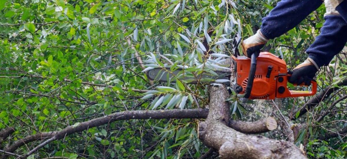 tree stump grinder