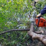 How to Hire a Stump Grinder in Sydney for Efficient Tree Removal