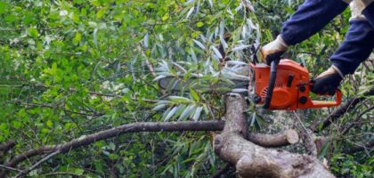 tree stump grinder