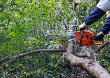 tree stump grinder