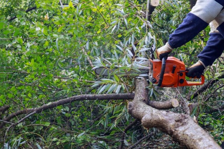 How to Hire a Stump Grinder in Sydney for Efficient Tree Removal