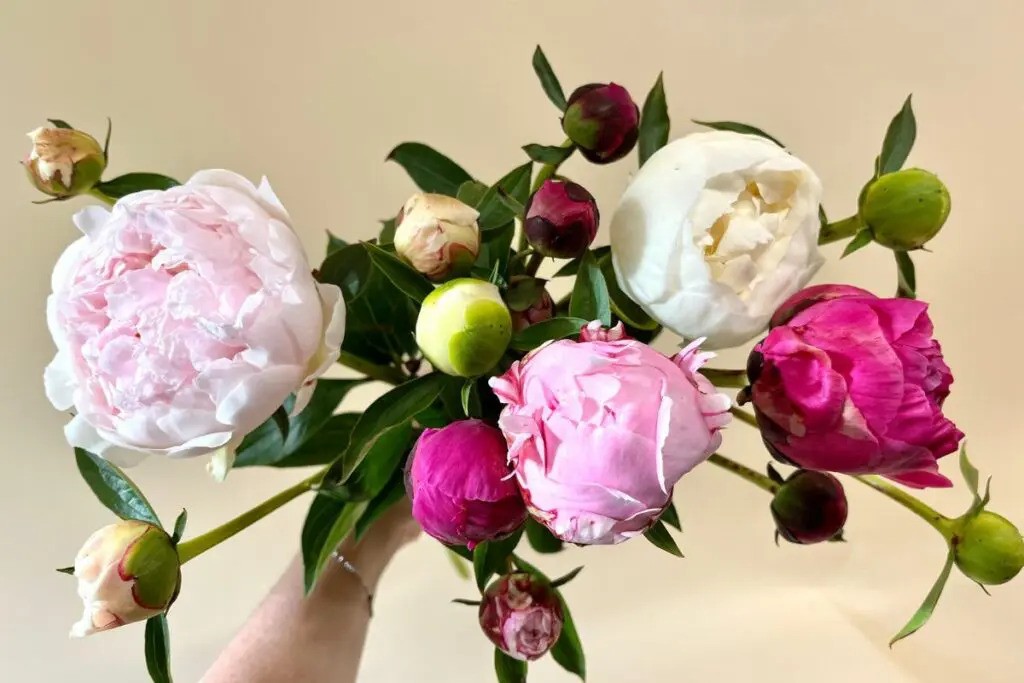 Cremorne Florist: Elegant Floral Creations for Your Events