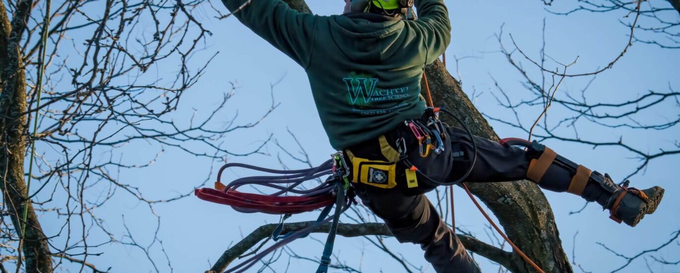 Professional Pruning Services