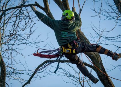 Professional Pruning Services