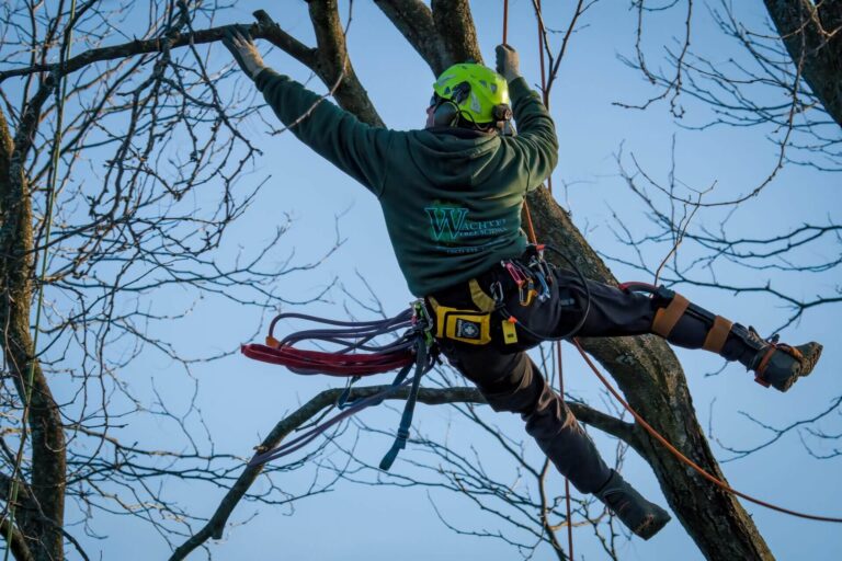 Top Reasons to Use Professional Pruning Services Near Me