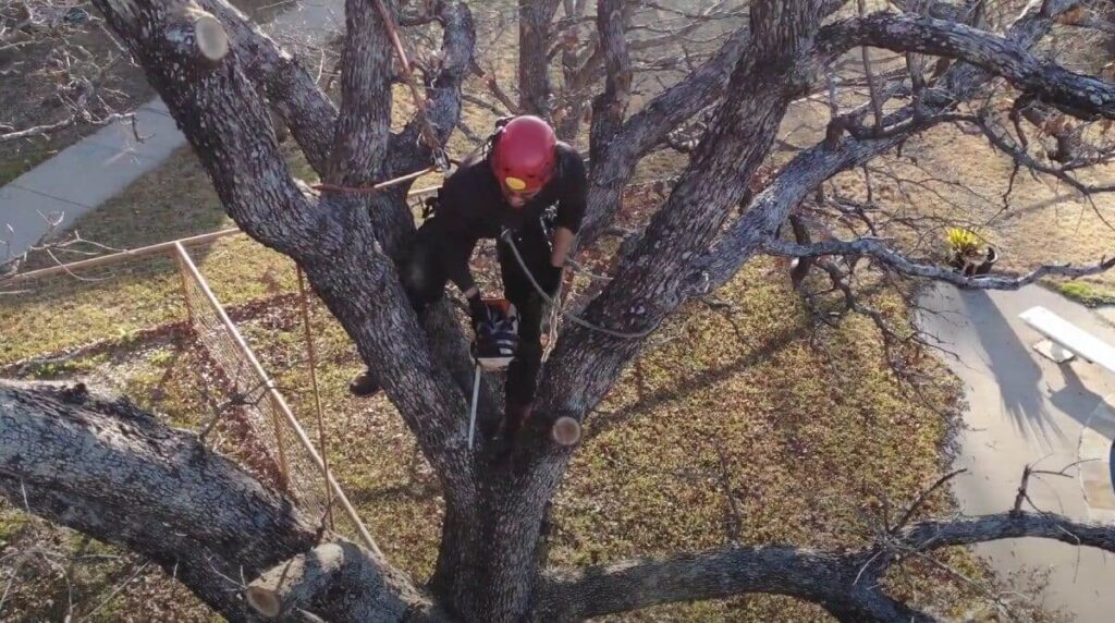 Professional Pruning Services