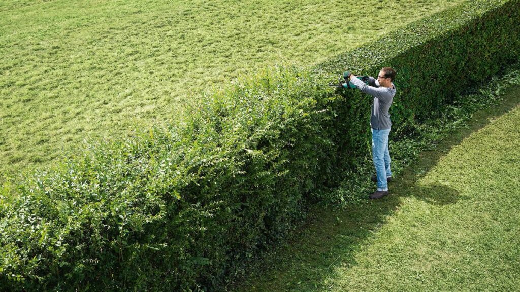 Hedge Trimming Services