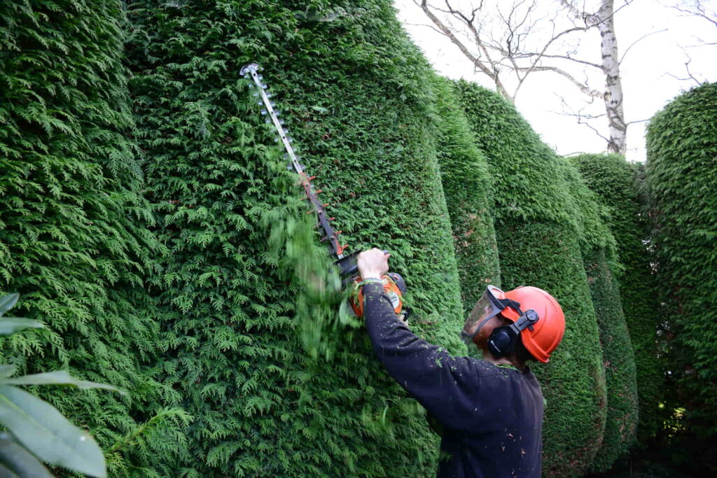 Hedge Trimming Services