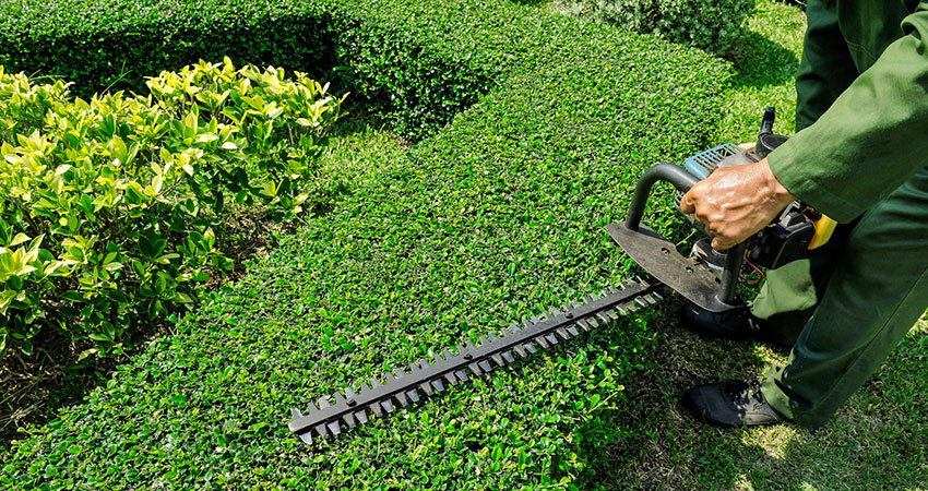 Hedge Trimming Services