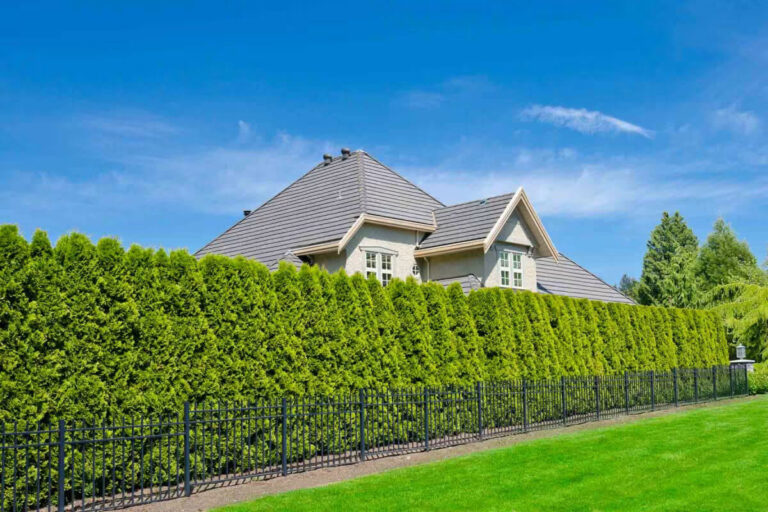 Affordable and Reliable Hedge Trimming Services in Sydney