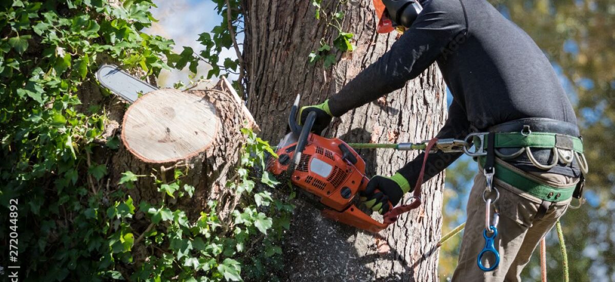 tree removal service