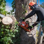 Eco-Friendly Approaches to Tree Removal in Sydney That Protect Wildlife