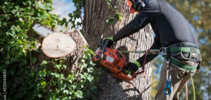 tree removal service