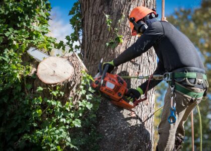 tree removal service