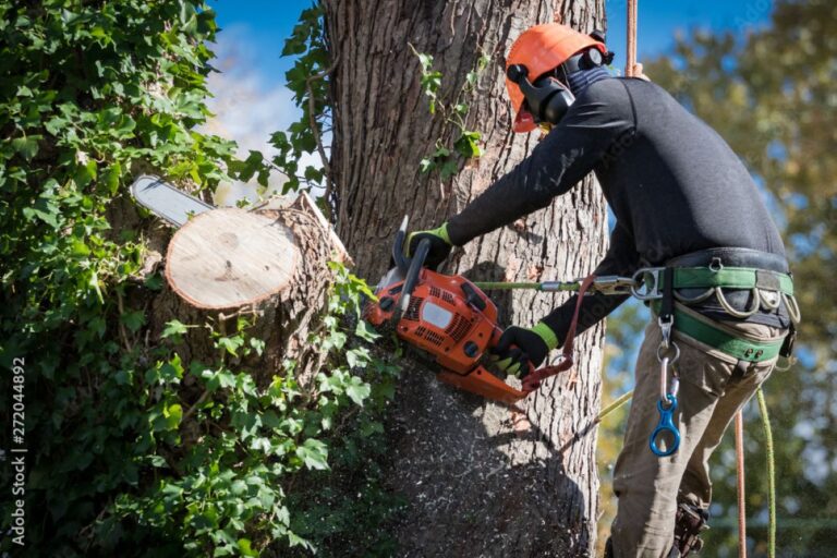 Eco-Friendly Approaches to Tree Removal in Sydney That Protect Wildlife