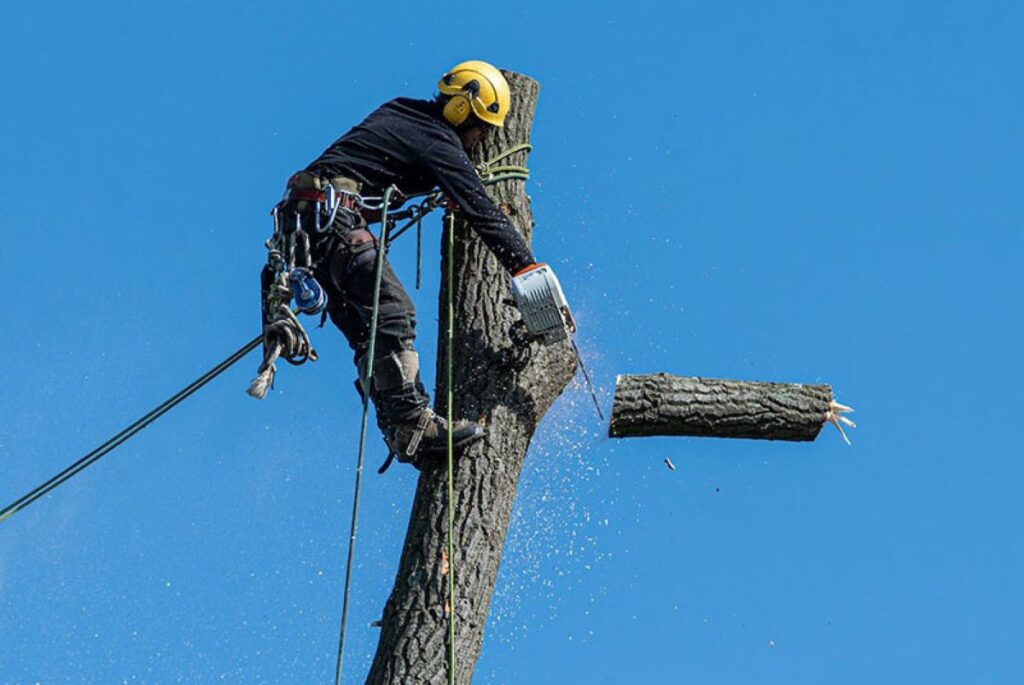 tree lopping services