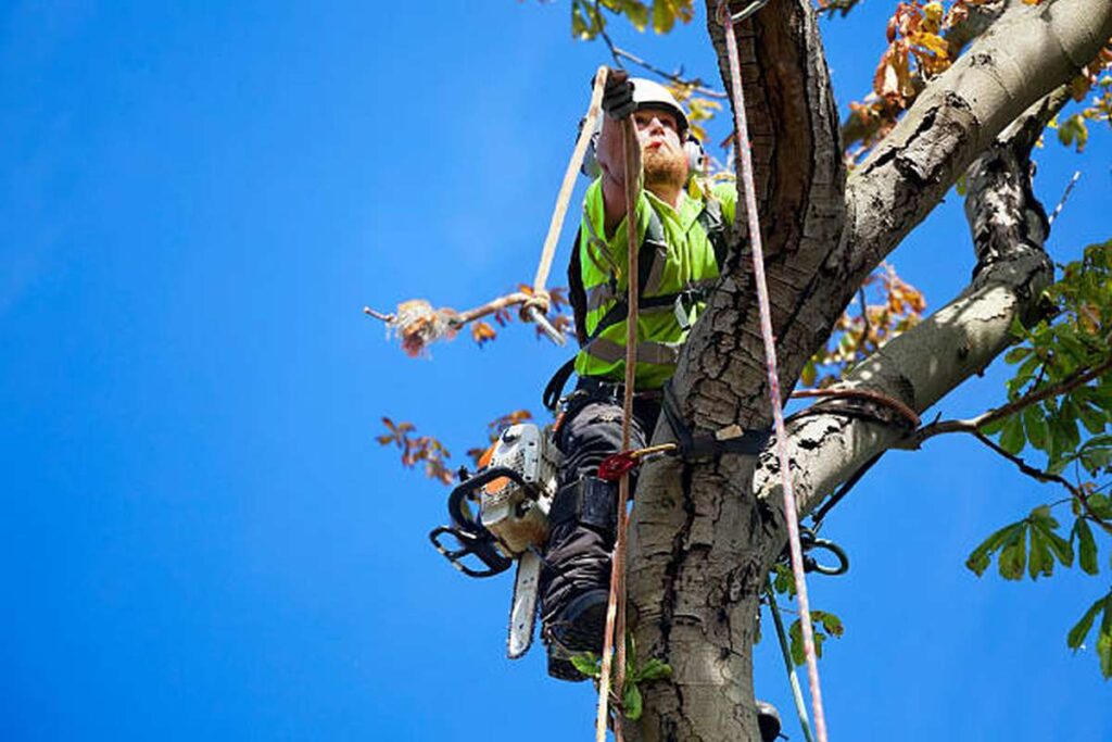 tree lopping services