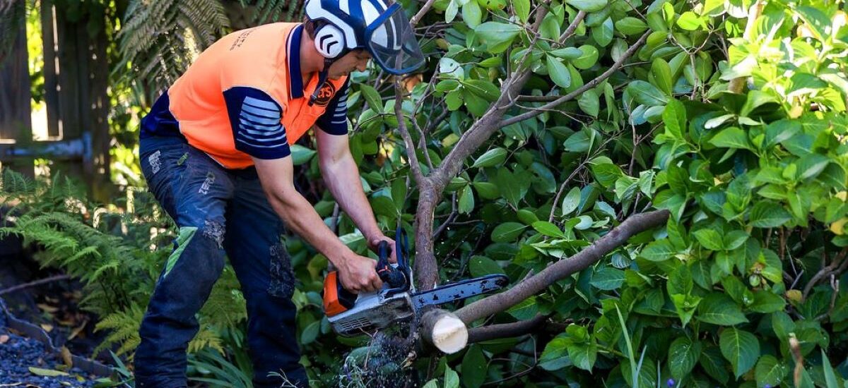 tree lopping services