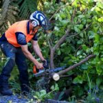 Top Qualities to Look for in Reliable Tree Loppers in Sydney