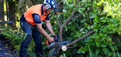 tree lopping services