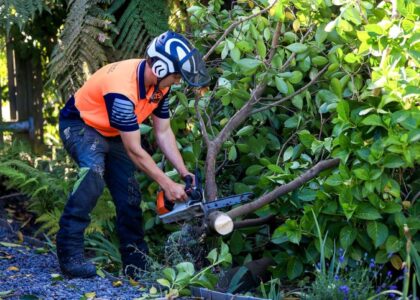 tree lopping services