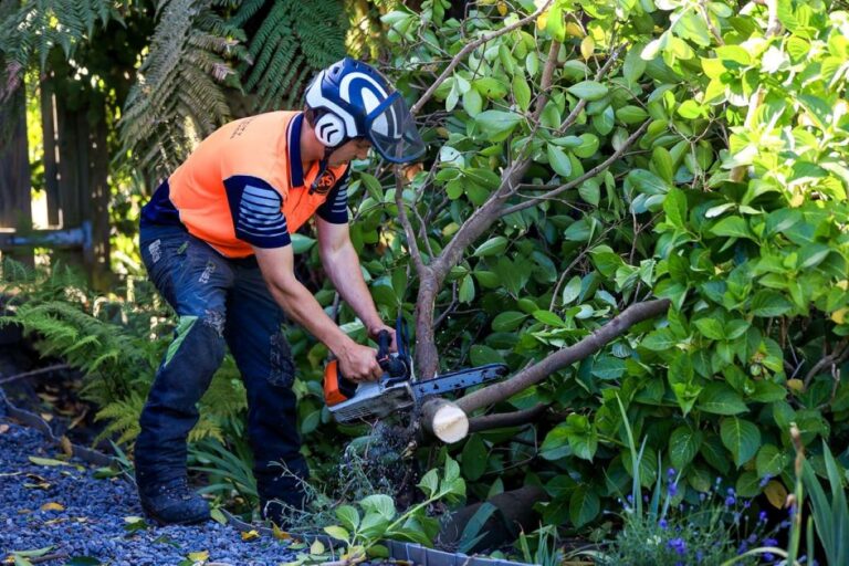Top Qualities to Look for in Reliable Tree Loppers in Sydney