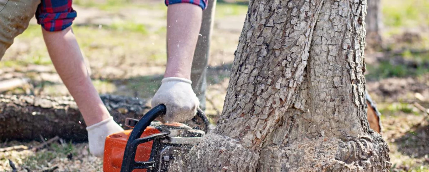 Tree Stump Removal and Community Memory in Urban Green Spaces