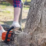 Tree Stump Removal and Community Memory in Urban Green Spaces