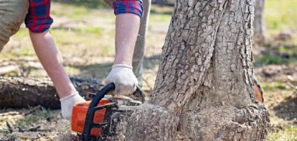 Tree Stump Removal and Community Memory in Urban Green Spaces