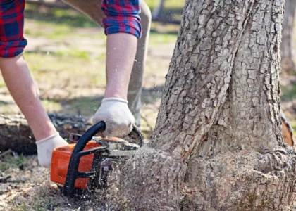 Tree Stump Removal and Community Memory in Urban Green Spaces