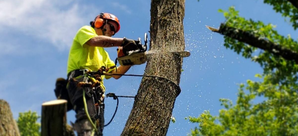 Fruit Tree Pruning Near Me: How Communities Preserve Food Heritage