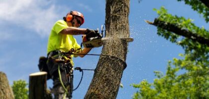Fruit Tree Pruning Near Me: How Communities Preserve Food Heritage