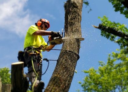 Fruit Tree Pruning Near Me: How Communities Preserve Food Heritage