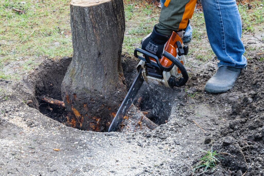 Tree Stump Removal and Community Memory in Urban Green Spaces